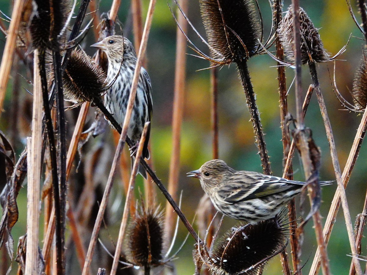 Pine Siskin - ML285824521