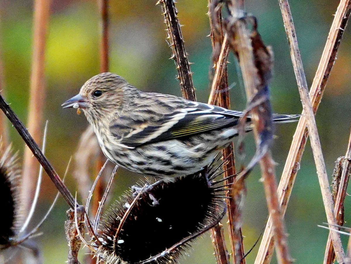 Pine Siskin - ML285824741