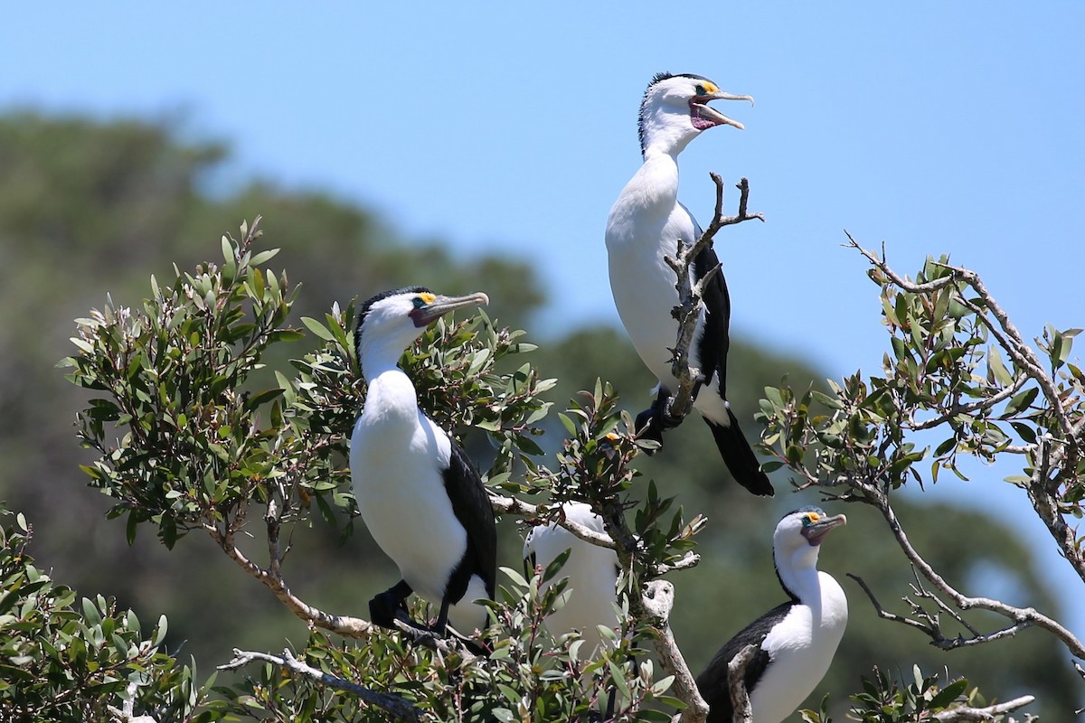 Pied Cormorant - Bay Amelia Reeson