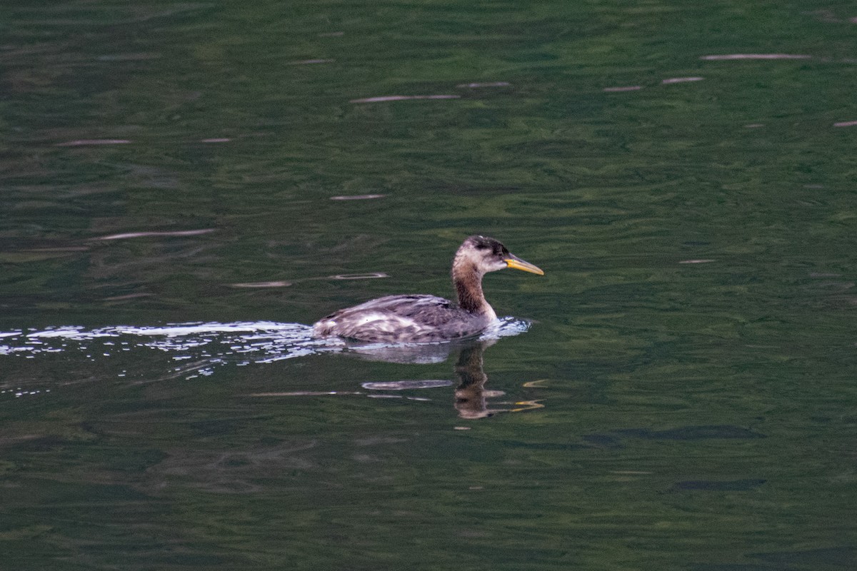 Red-necked Grebe - ML285825861