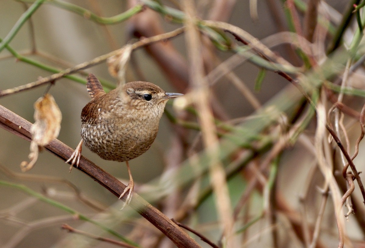 Winter Wren - Oliver Patrick
