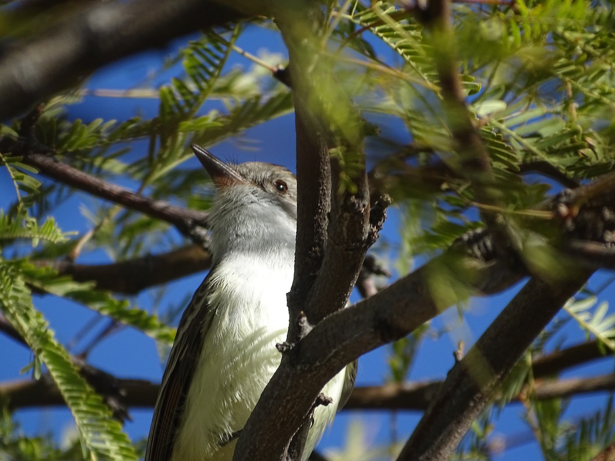 Ash-throated Flycatcher - ML285827691