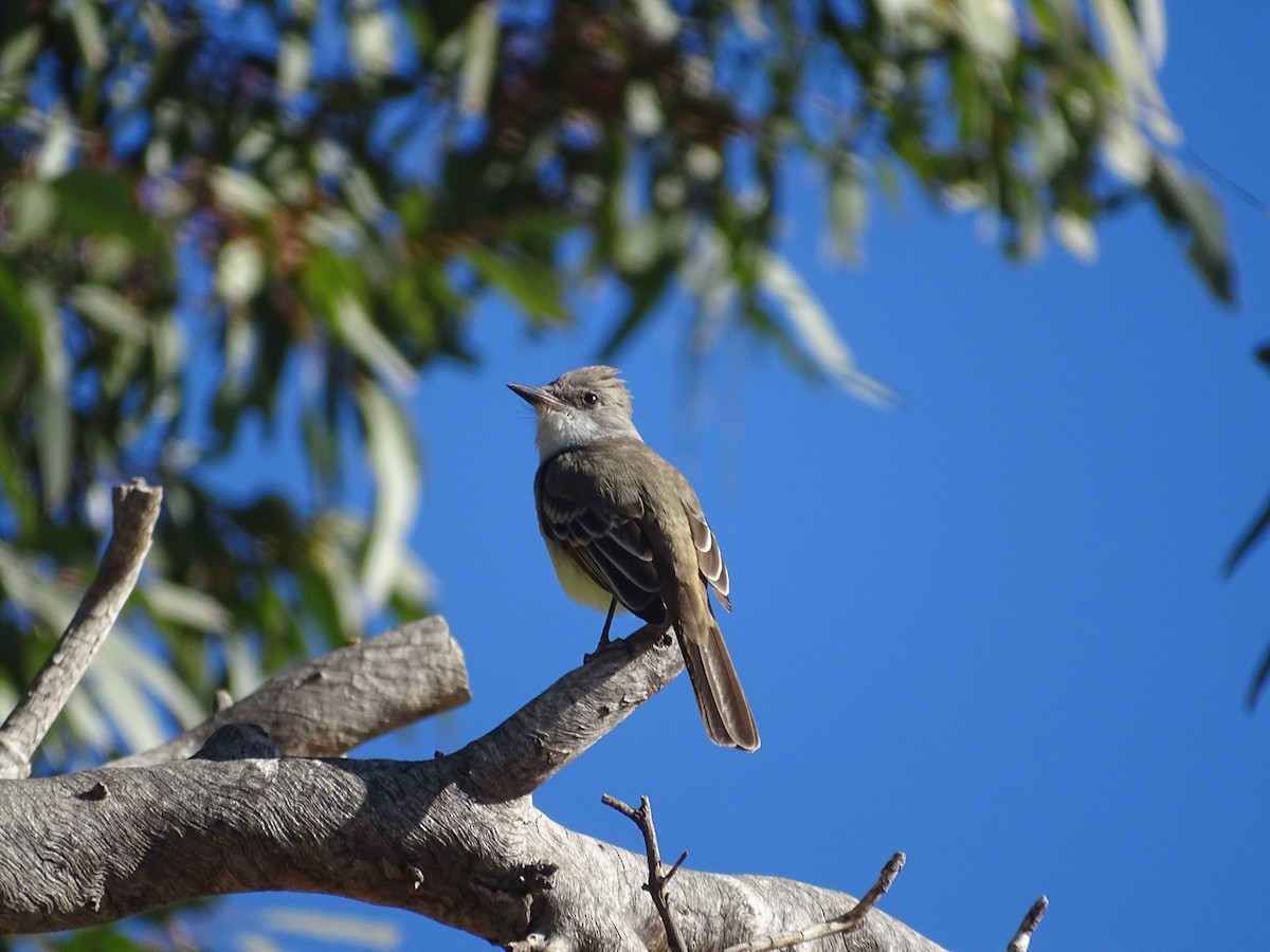 Ash-throated Flycatcher - ML285827751