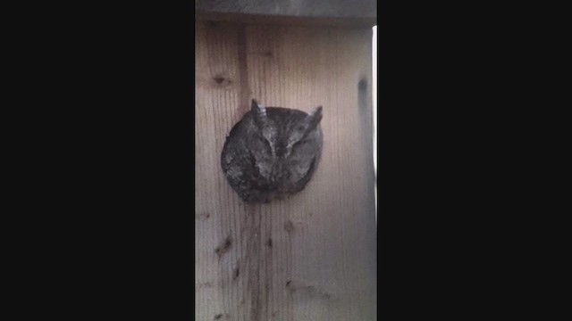 Eastern Screech-Owl - ML285829251