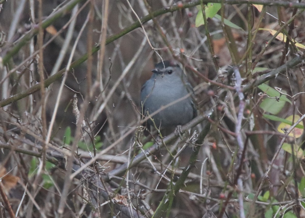 Gray Catbird - ML285831271