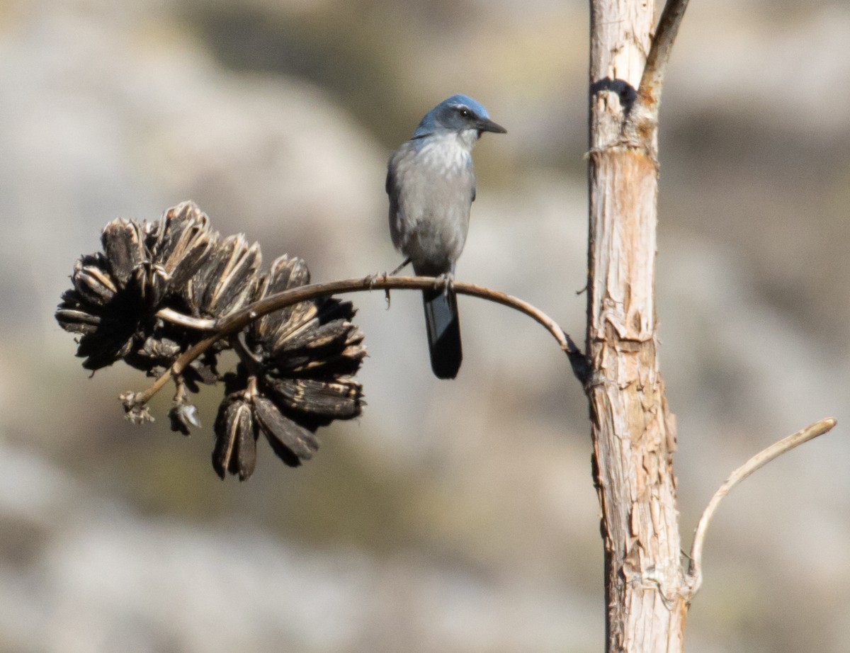 Woodhouse's Scrub-Jay (Woodhouse's) - ML285832221