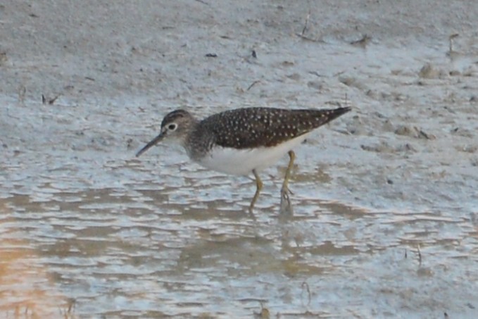 Solitary Sandpiper - David Hanna