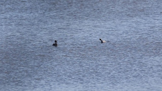 Western Grebe - ML285834221