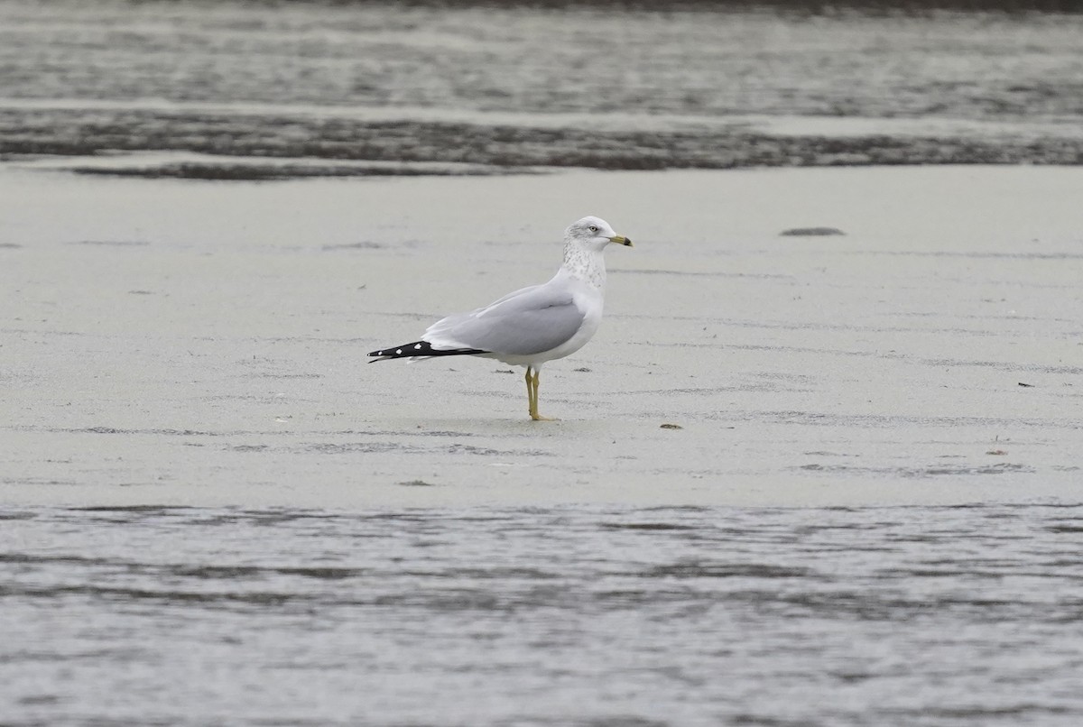 Ring-billed Gull - Heather Mall