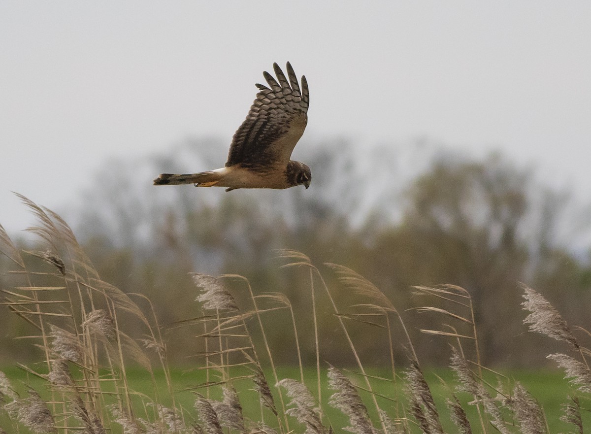 Northern Harrier - ML285835961