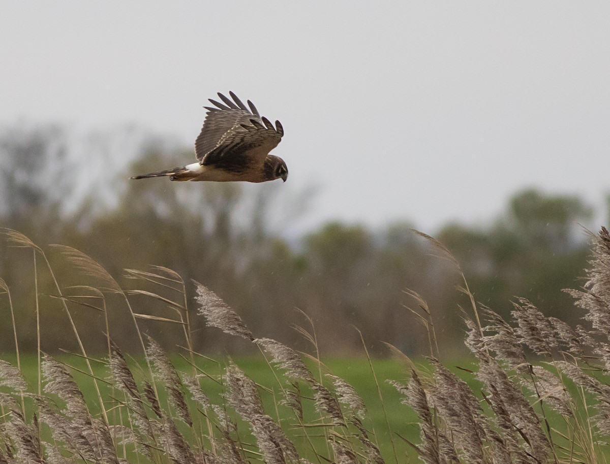 Northern Harrier - John Gluth