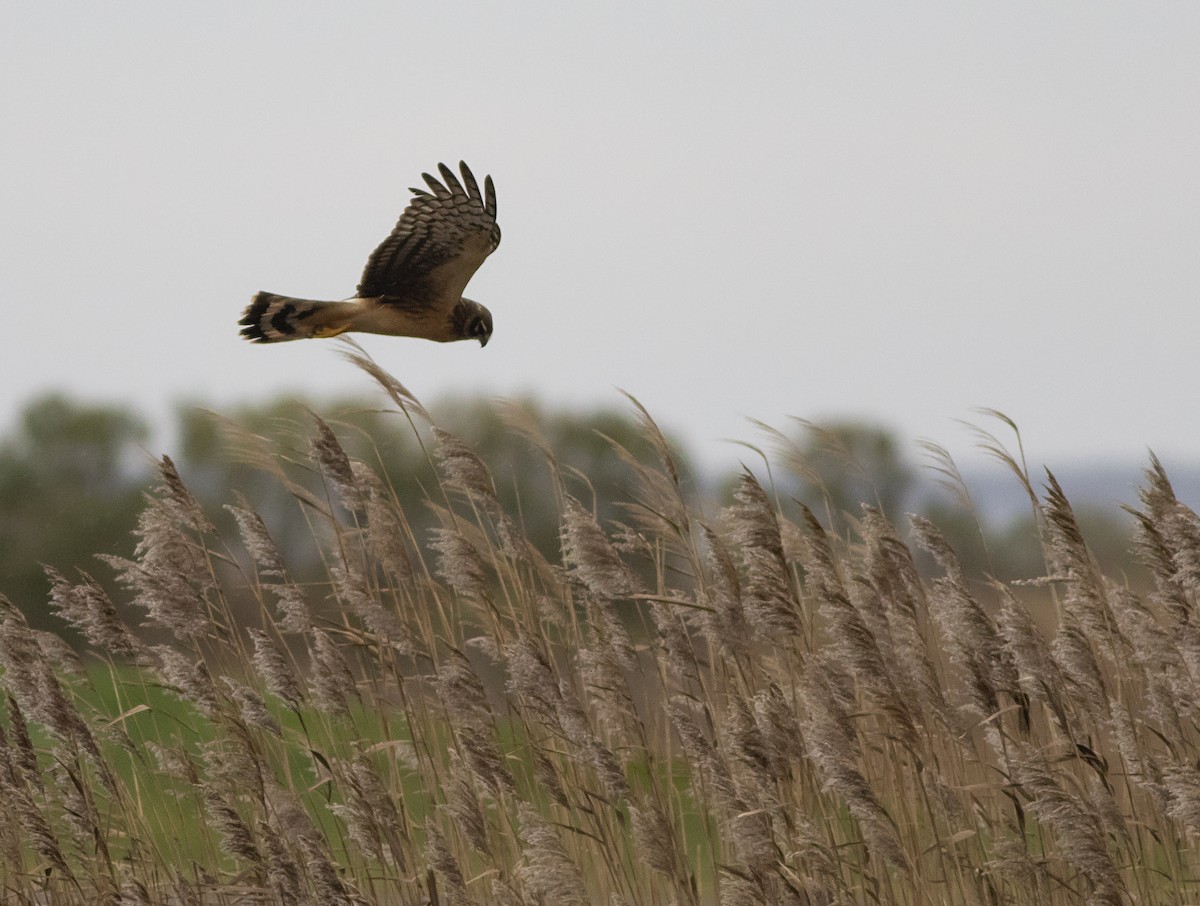 Northern Harrier - John Gluth