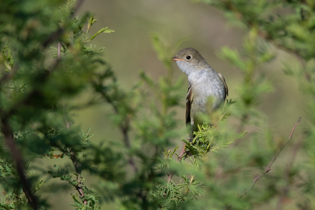 Small-billed Elaenia - ML285836401