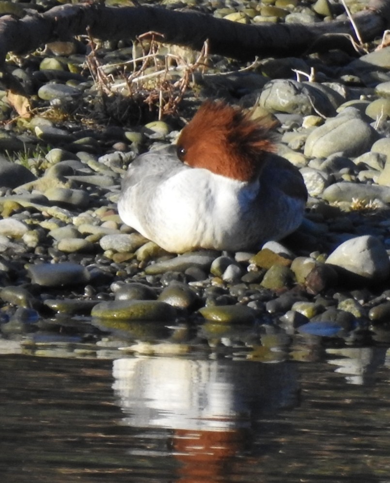 Common Merganser - ML285837311