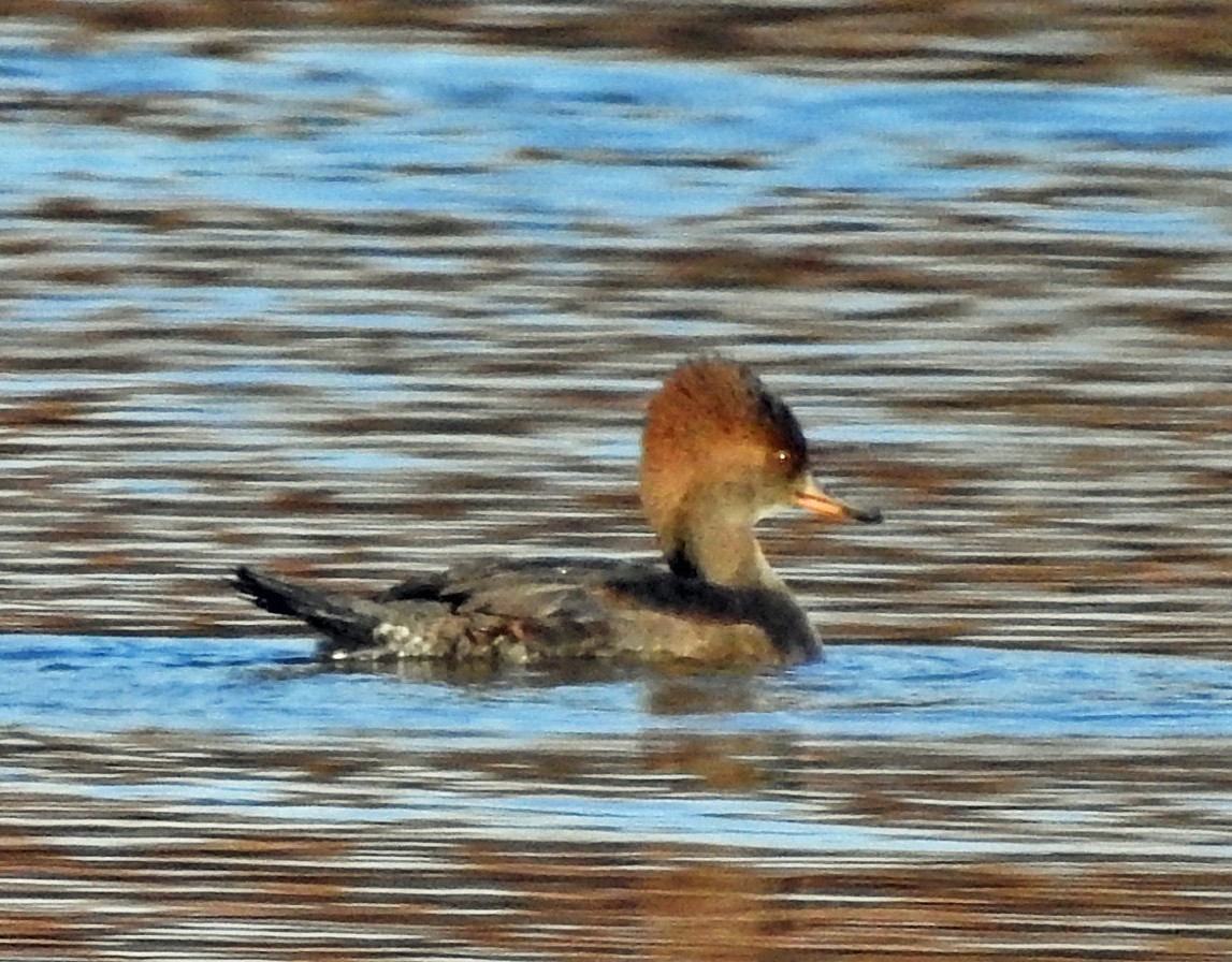 Крех жовтоокий - ML285838051