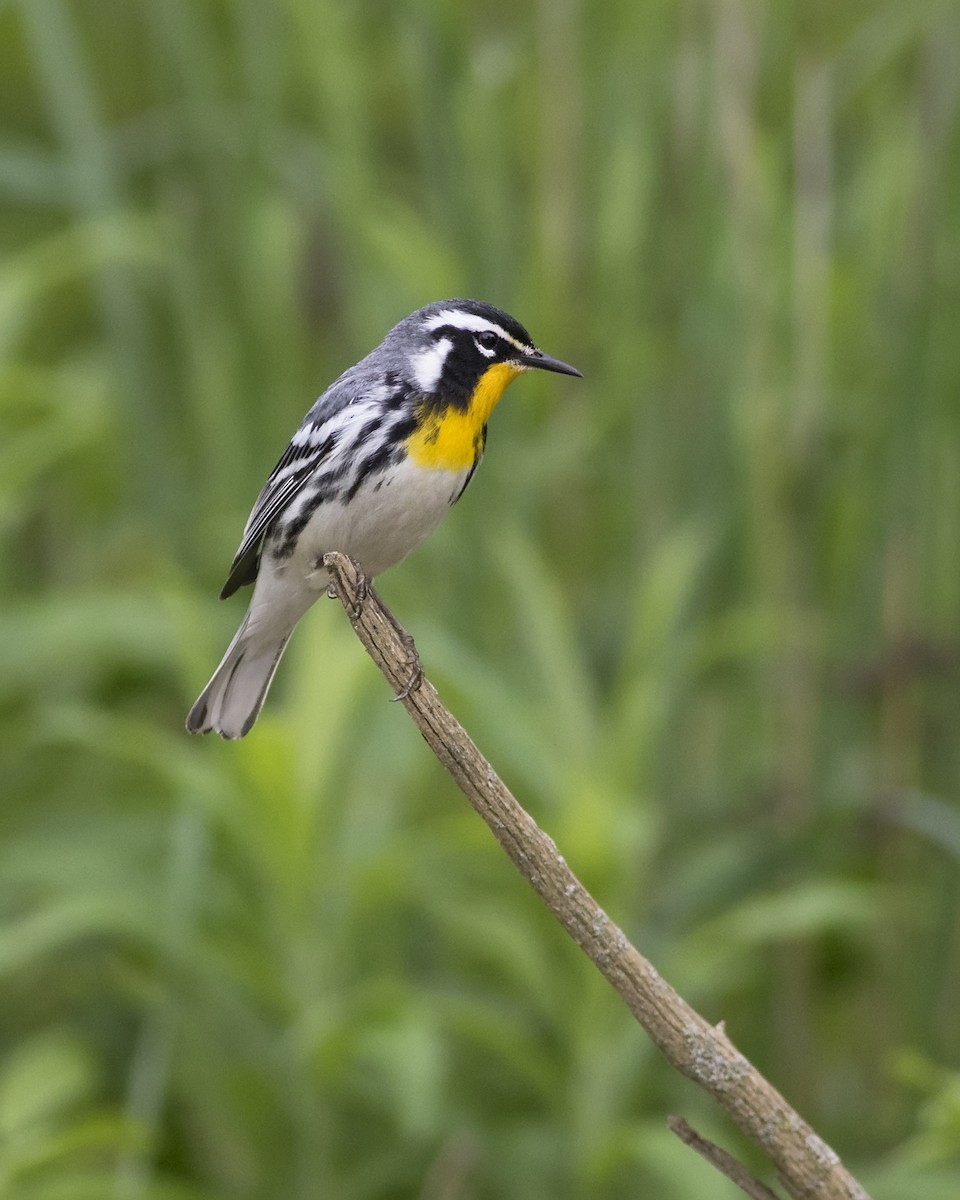 Yellow-throated Warbler - ML28583881