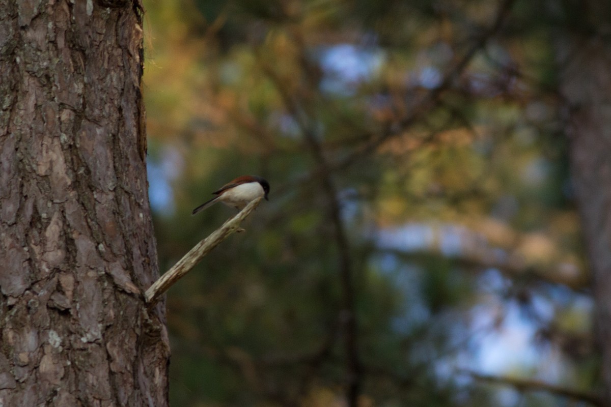 Burmese Shrike - ML285839201