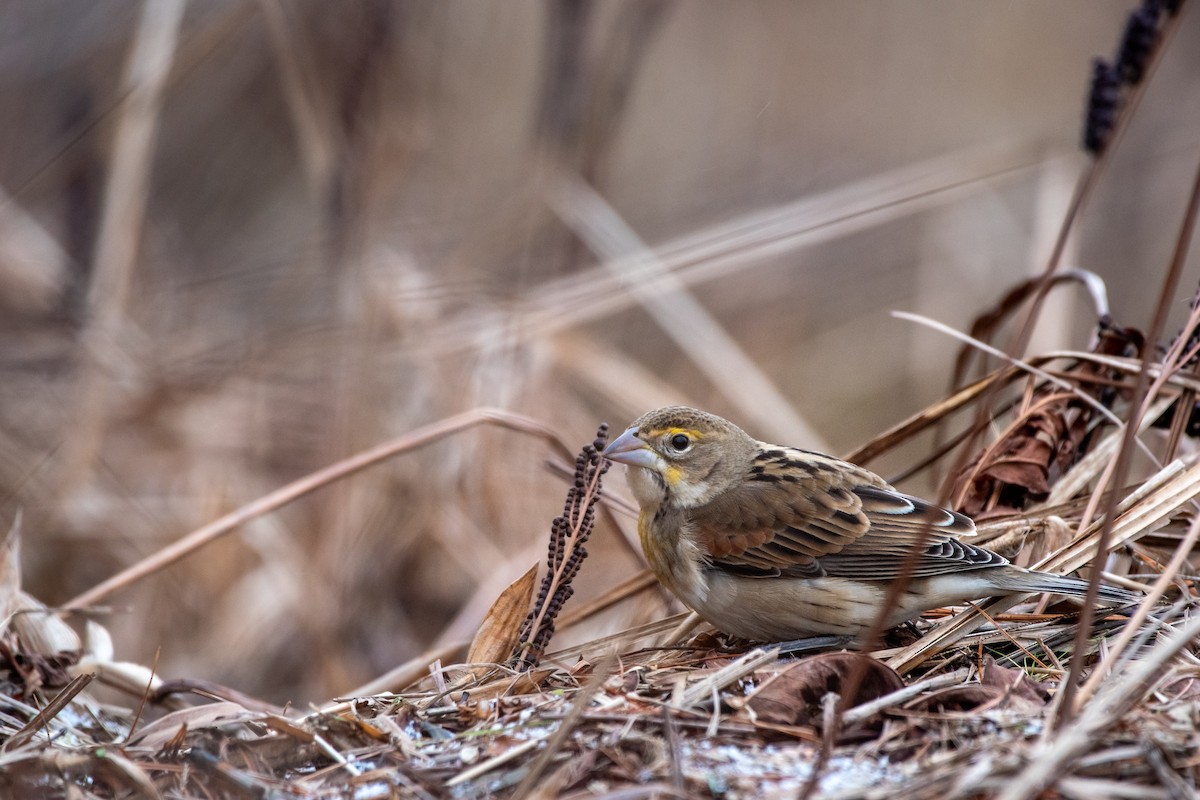 Dickcissel d'Amérique - ML285841611