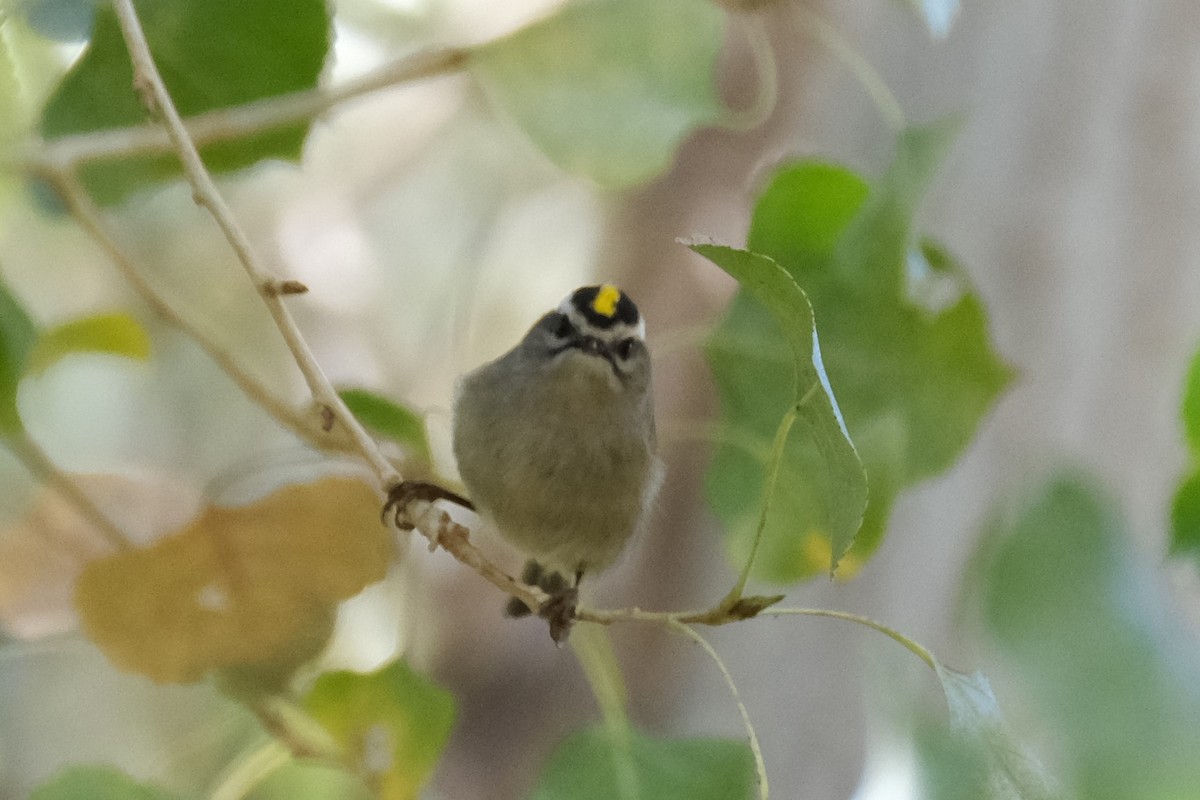 Golden-crowned Kinglet - ML285841631