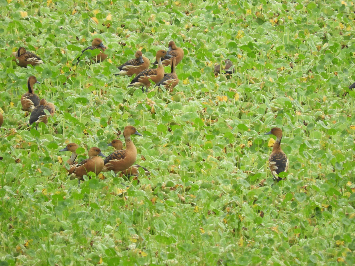 Fulvous Whistling-Duck - ML285843121