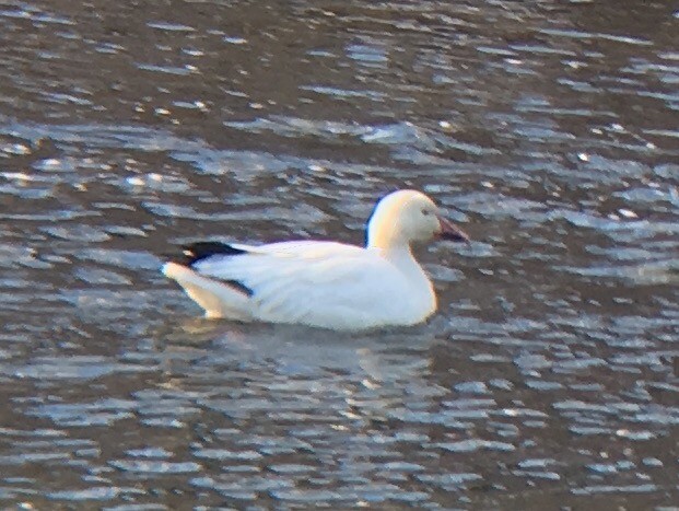 Snow Goose - Eric  Culbertson