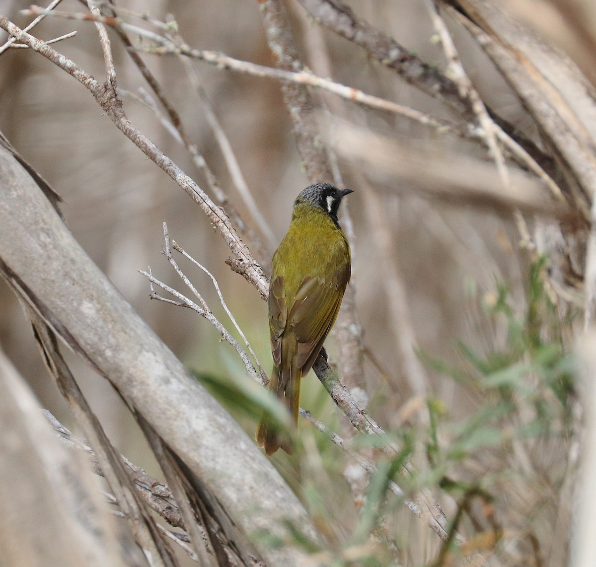 White-eared Honeyeater - ML285845641