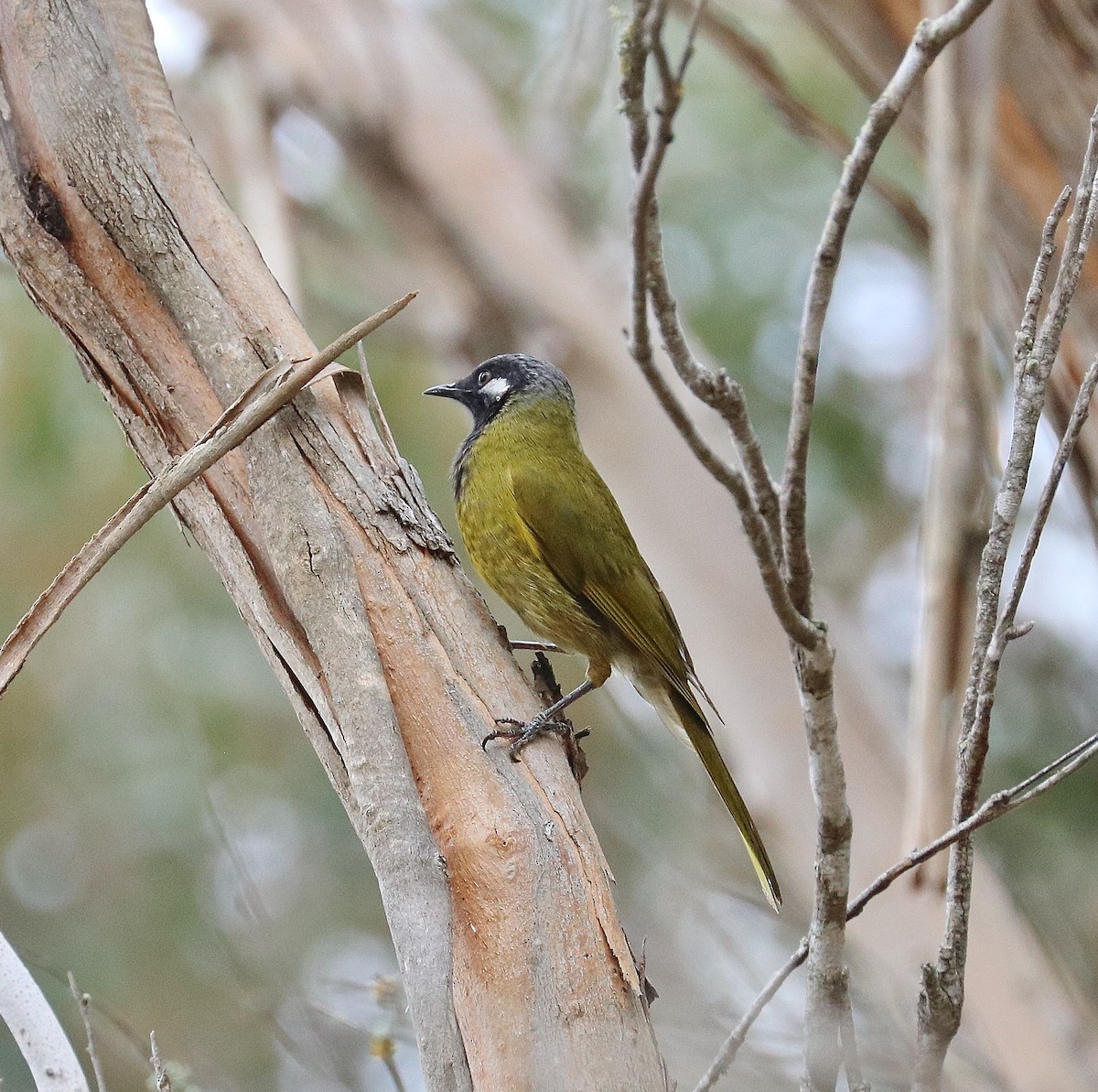 White-eared Honeyeater - ML285845701