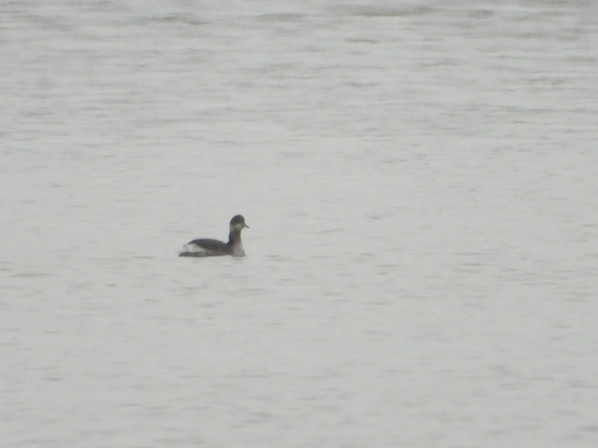 Eared Grebe - ML285846241