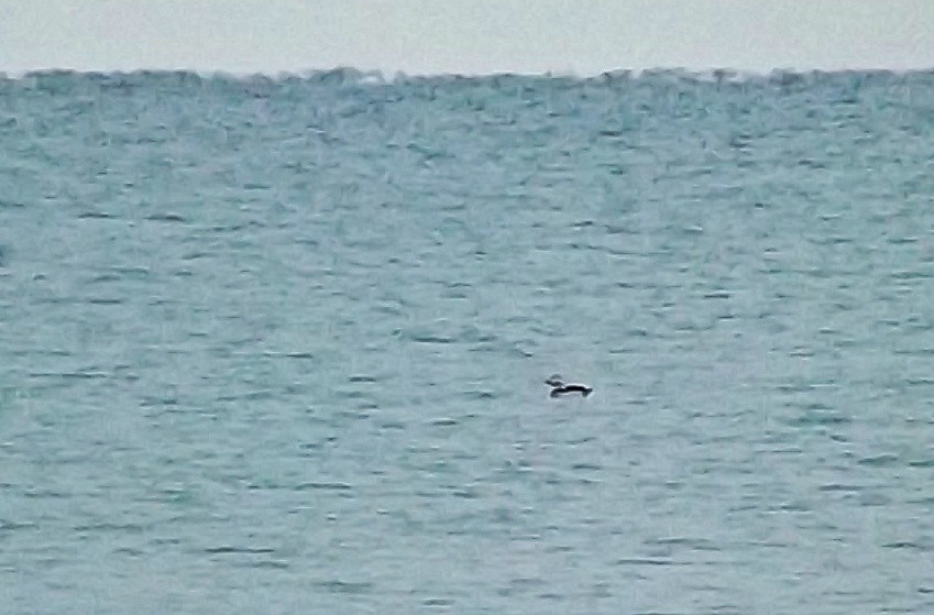 Long-tailed Duck - ML285847251