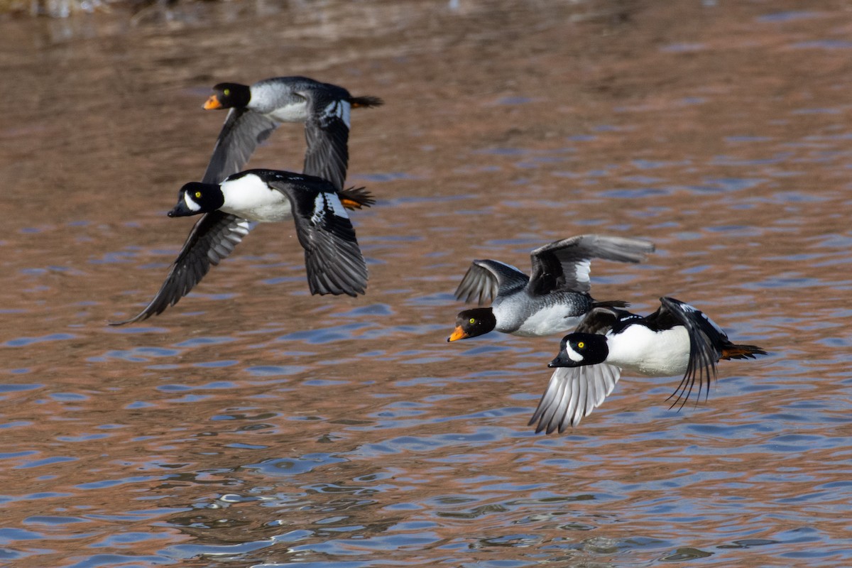 Barrow's Goldeneye - Owen Sinkus