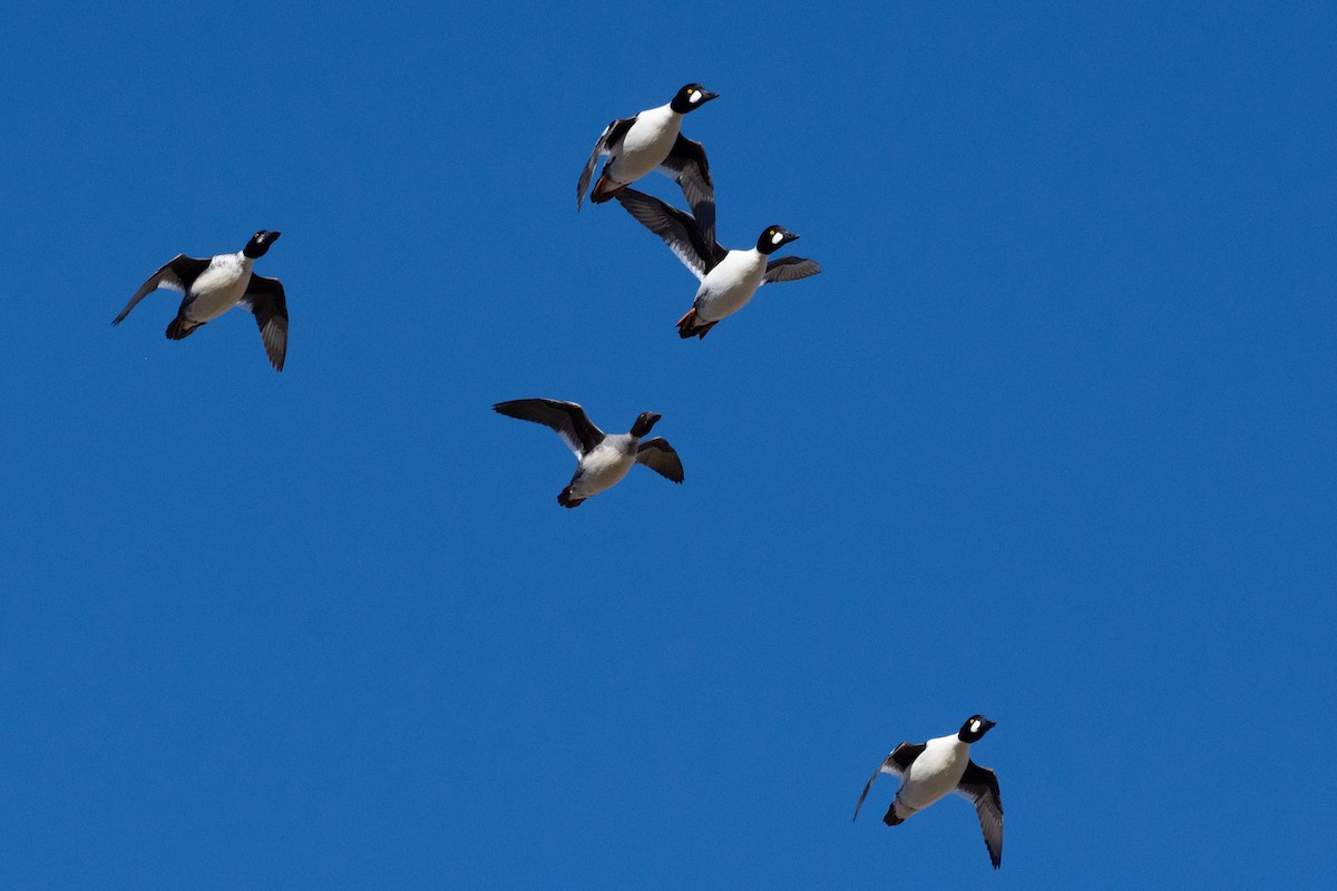 Common Goldeneye - ML285848691