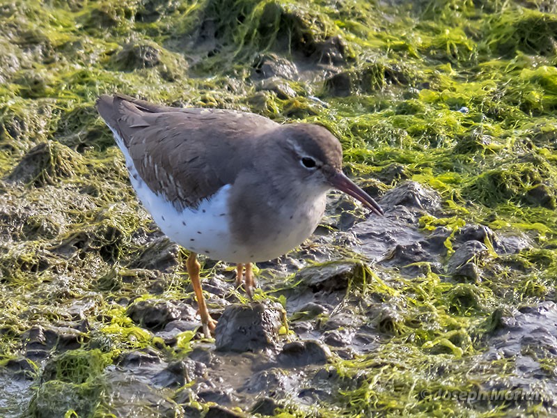 Spotted Sandpiper - Joseph Morlan