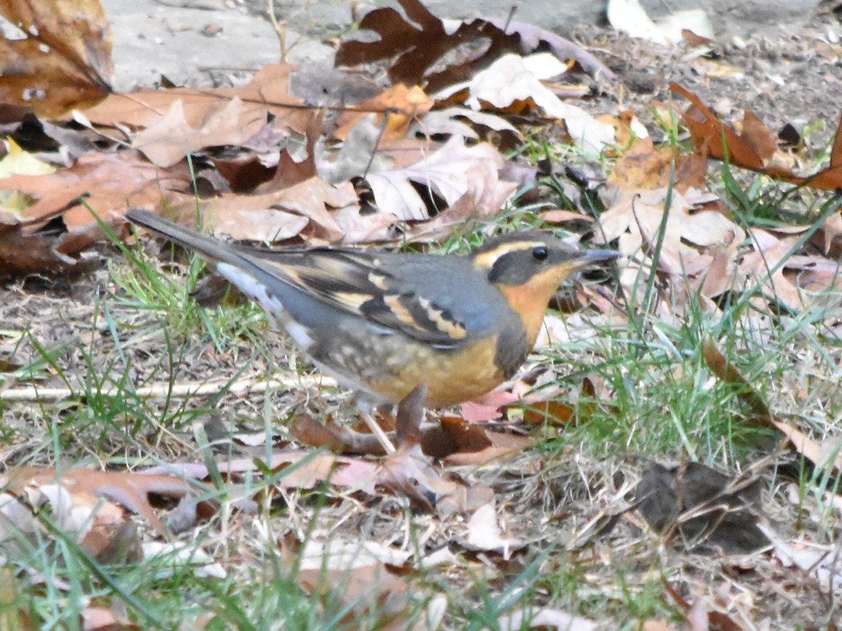Varied Thrush - ML285848861