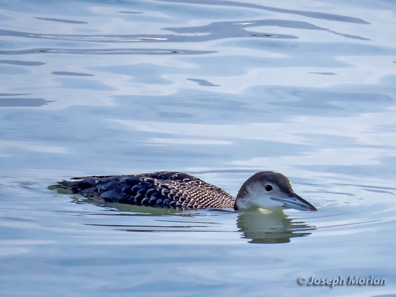 Common Loon - Joseph Morlan