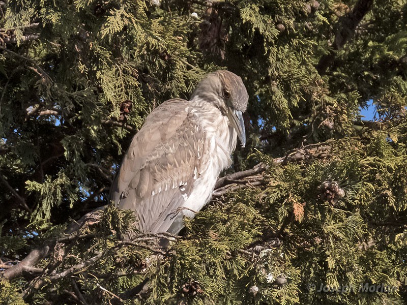 Black-crowned Night Heron - ML285849331