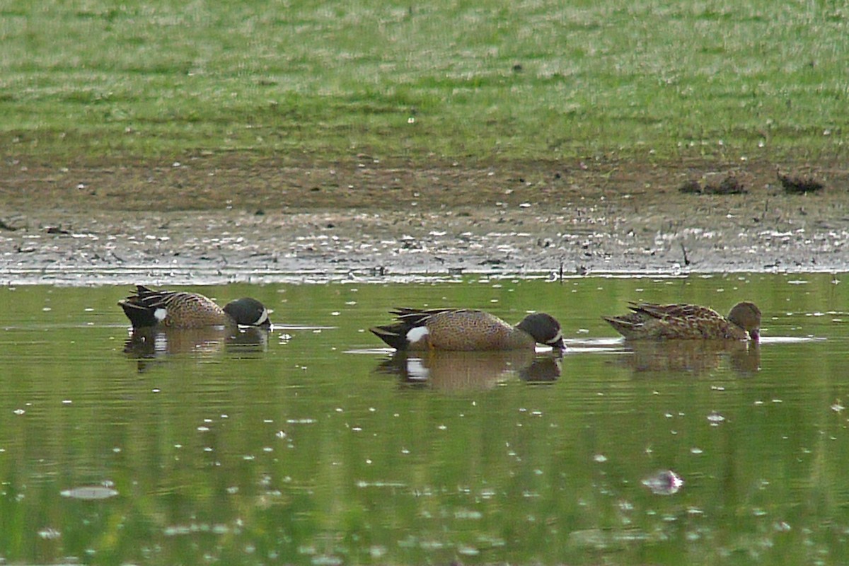 Blue-winged Teal - ML28584961