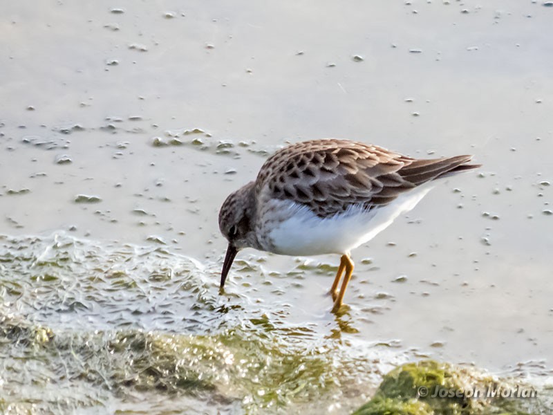 Wiesenstrandläufer - ML285850491