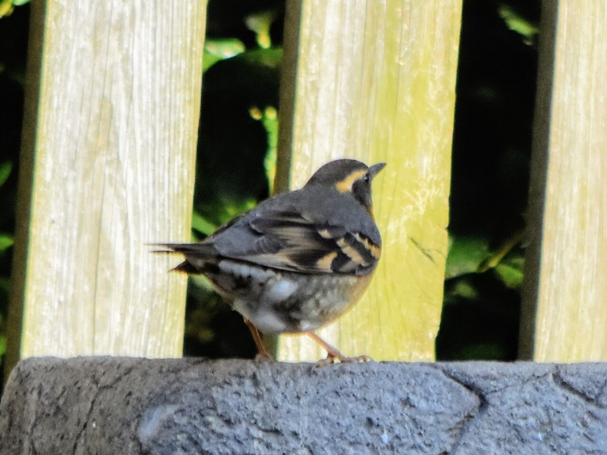 Varied Thrush - ML285850611