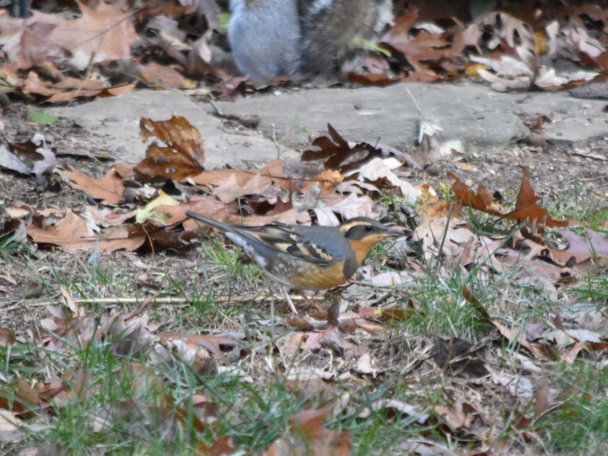 Varied Thrush - ML285850881