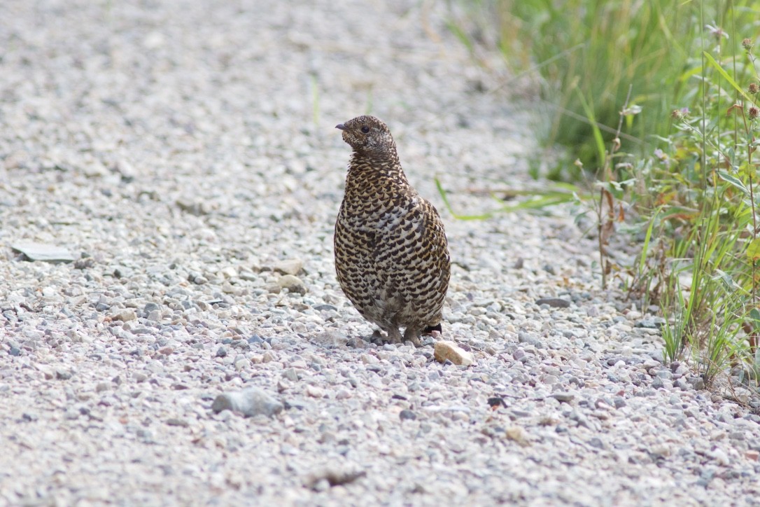 Spruce Grouse - Jon Isacoff