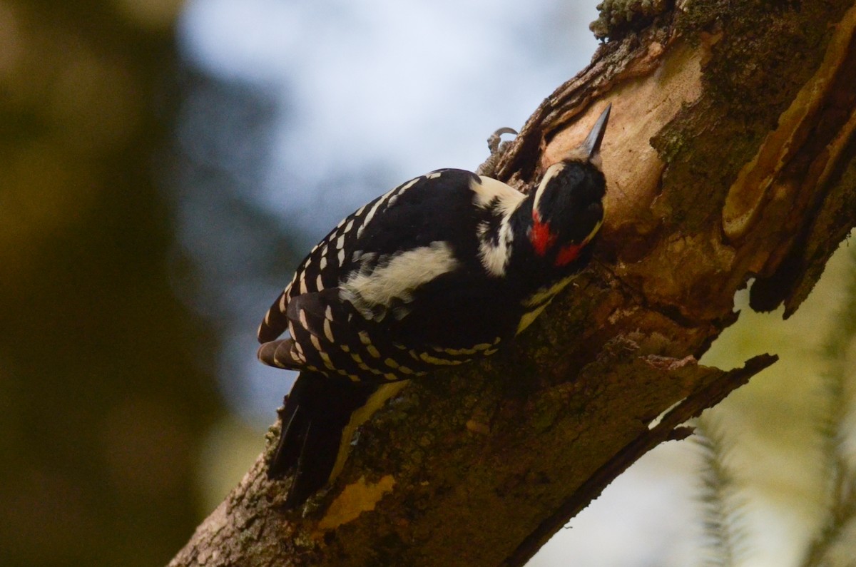 Hairy Woodpecker - ML285852651