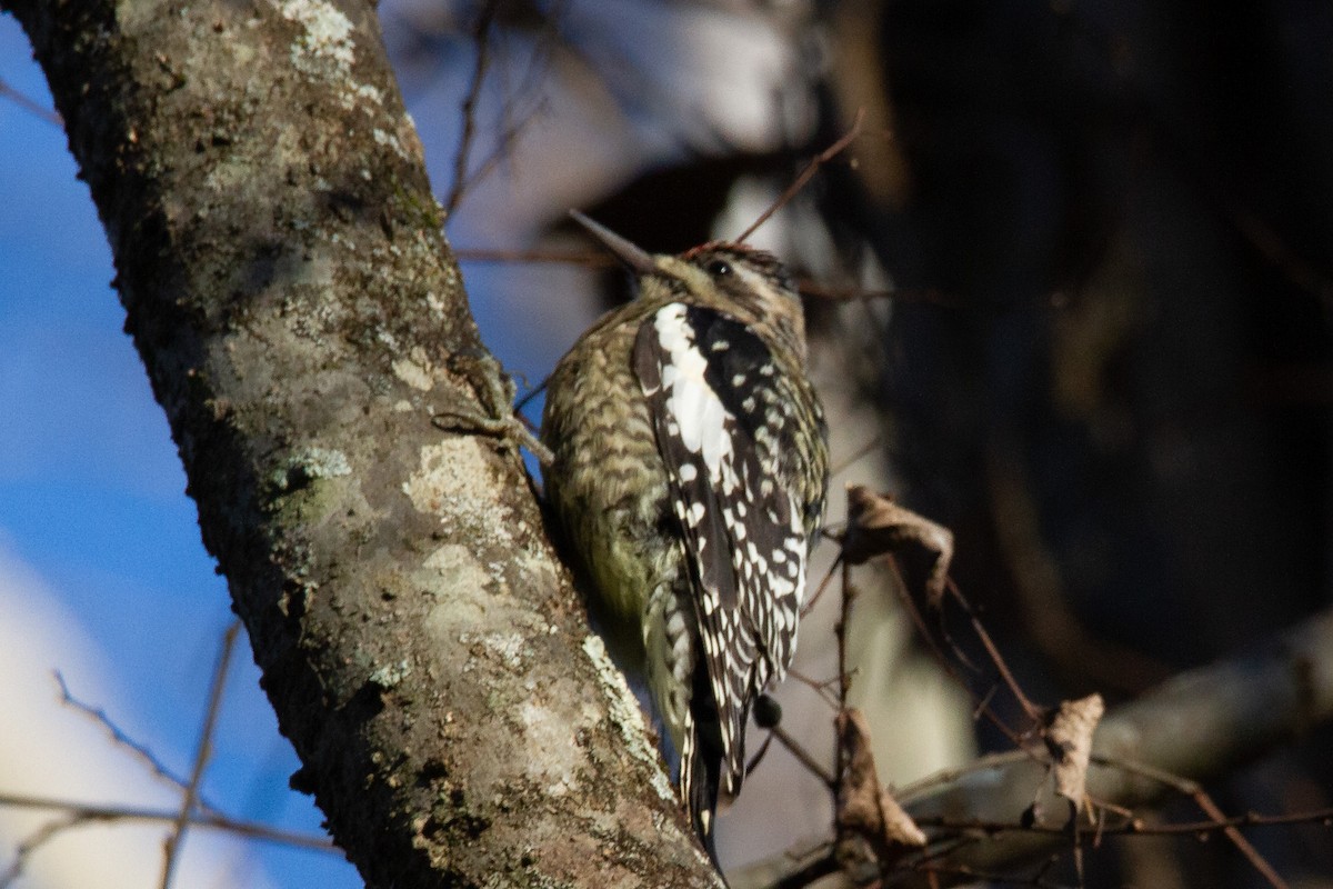 Yellow-bellied Sapsucker - ML285852661