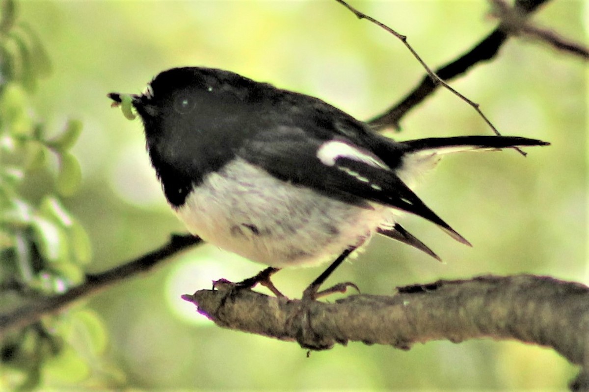 Tomtit - ML285852801