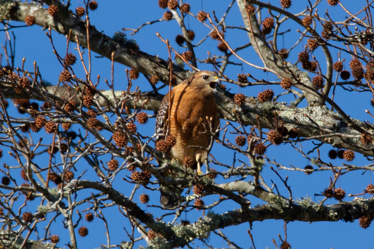 Rotschulterbussard - ML285852861