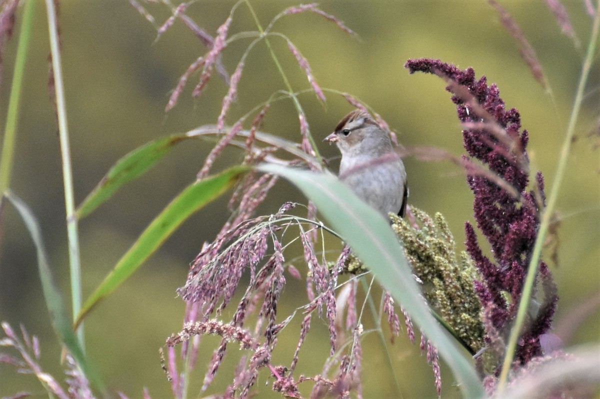 White-crowned Sparrow - Derek Hudgins