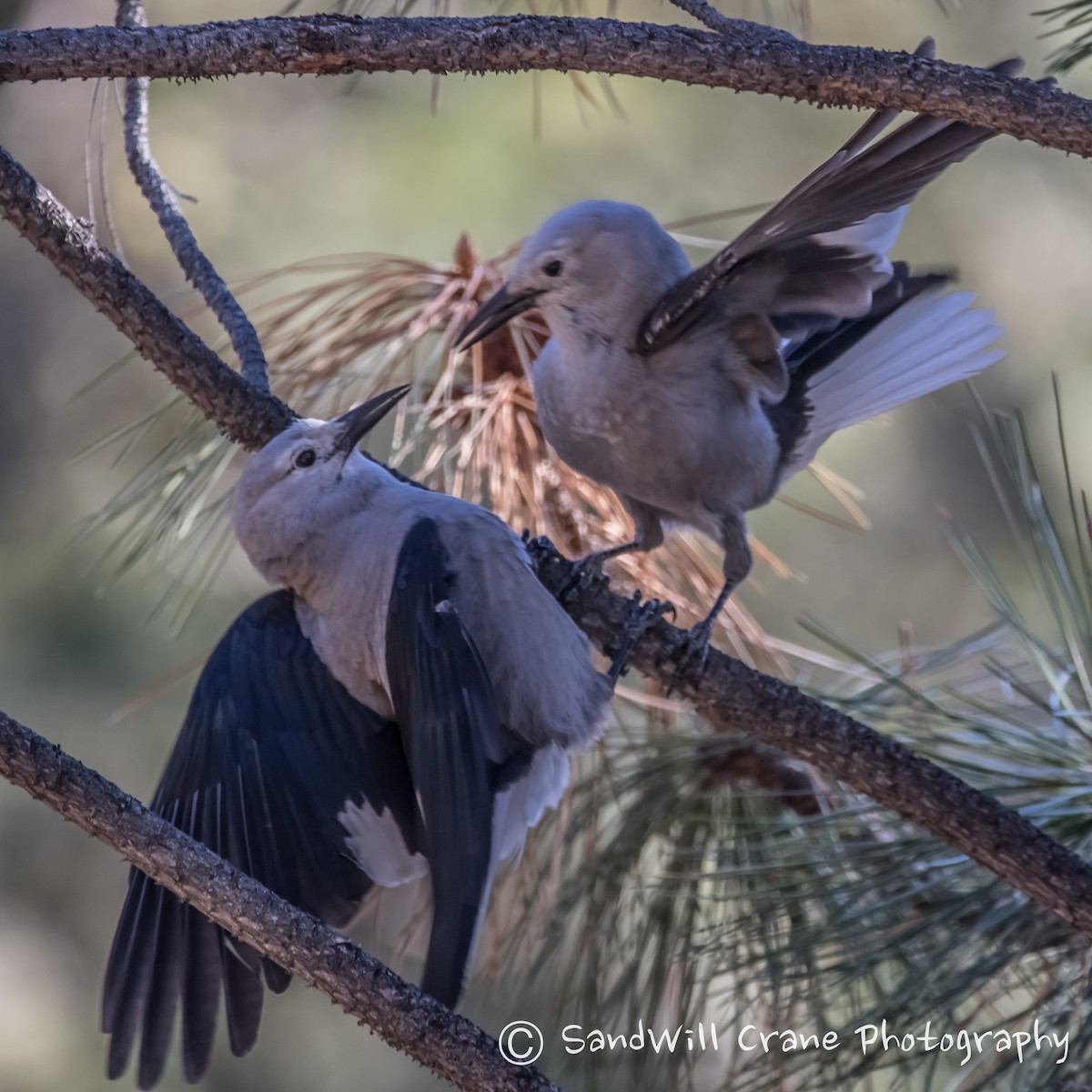 Clark's Nutcracker - ML285854501