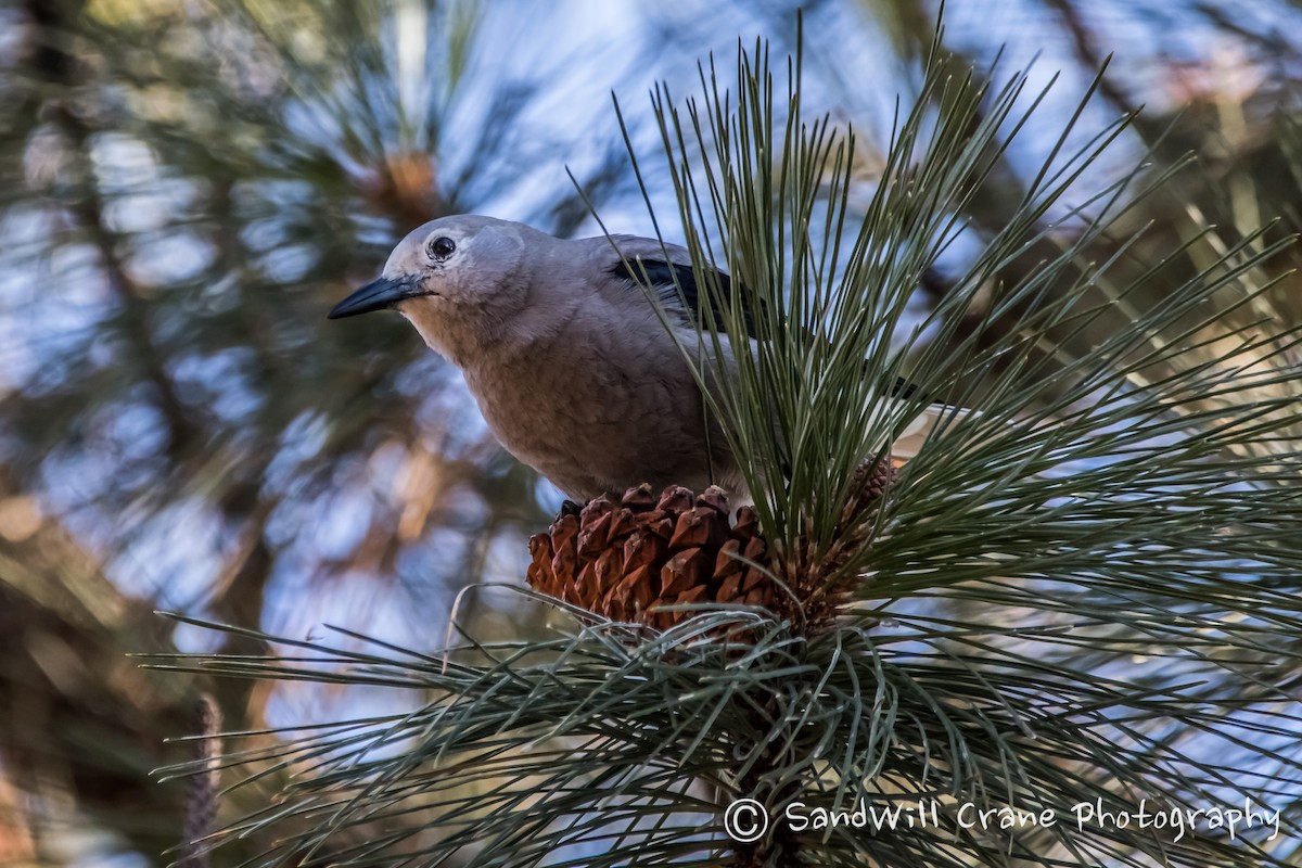 Clark's Nutcracker - ML285854521