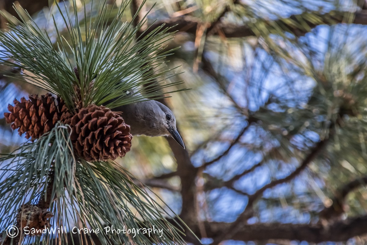 Clark's Nutcracker - ML285854531