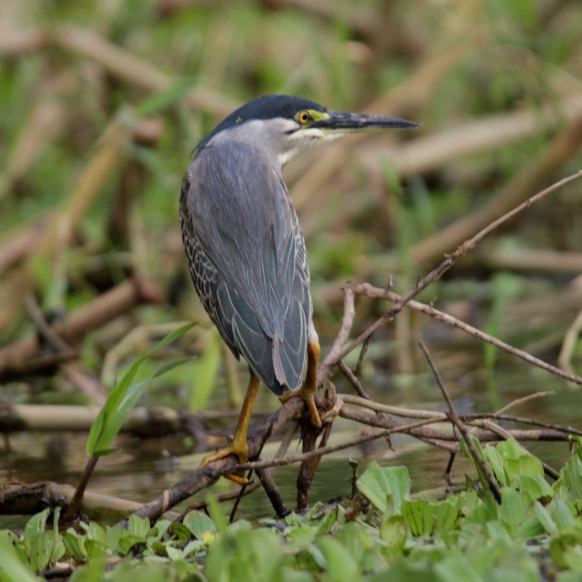 Striated Heron - ML285854541