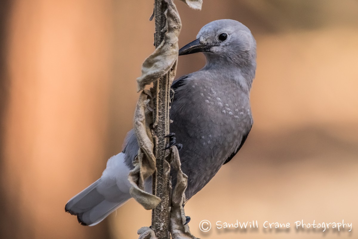 Clark's Nutcracker - ML285854581